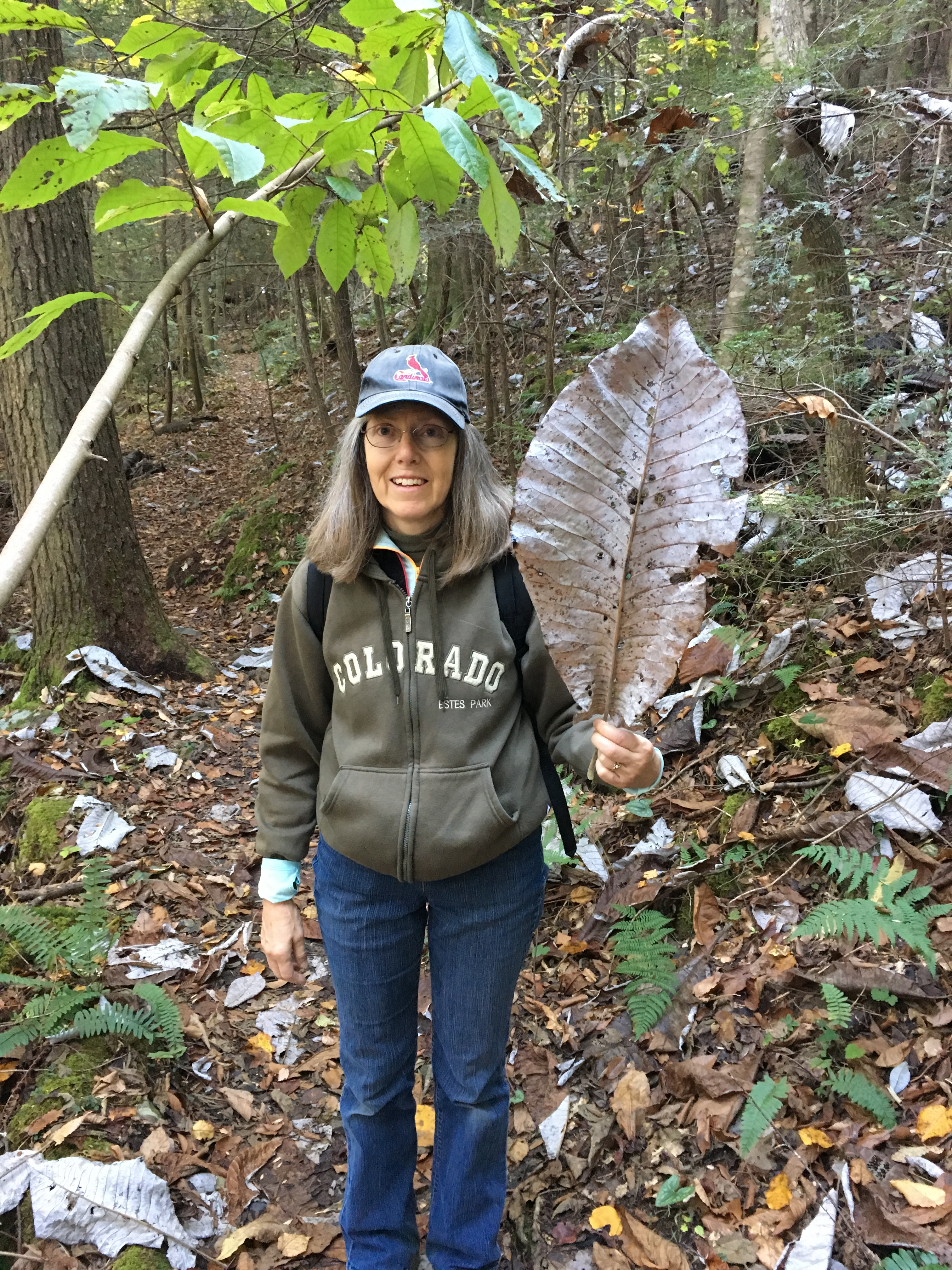 Big Leaf Magnolia on the hike--like snow!