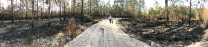 FL Bike ride too heavy sand and burned forest