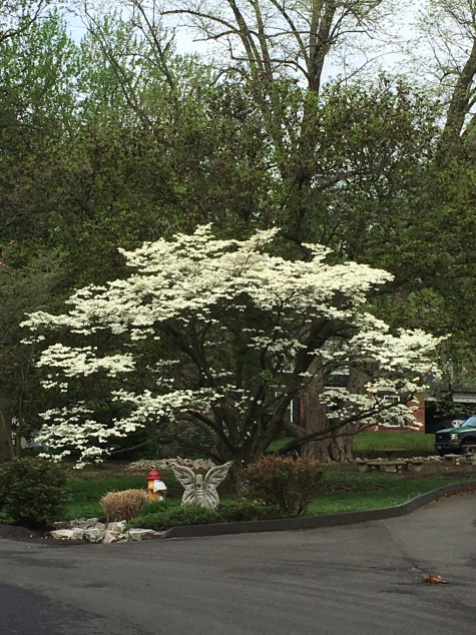 St louis in bloom--view from bike ride